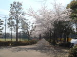 桜.jpg